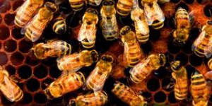 Cette abeille peut se cloner elle-même des millions de fois