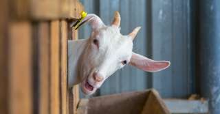 Bêtes de science : les chèvres sont-elles aussi intelligentes que les chiens ?