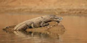 Bêtes de science : ces crocodiles se déguisent en nid pour attraper des oiseaux