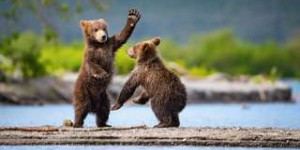 Bêtes de science : l’ours brun sait se servir d’outils