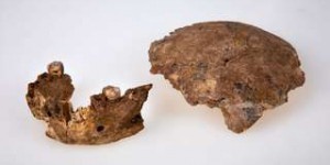 La découverte d'un nouvel Homo interroge les origines de Néandertal
