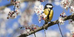 Disparition inquiétante de 30 % des oiseaux communs en 30 ans en France