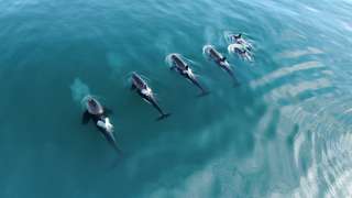 Des drones pour décrypter la vie sociale des orques