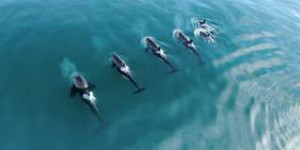 Des drones pour décrypter la vie sociale des orques