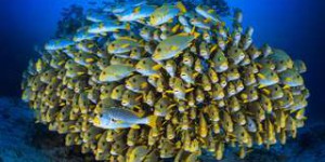 Journée mondiale de l'océan : plongez dans les spots foisonnant de biodiversité de Raja Ampat