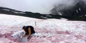 La neige vire au rouge sang dans les Alpes