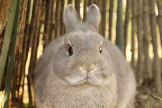 Science décalée : pourquoi les lapins ne sont-ils pas aussi gros que les chevaux ?