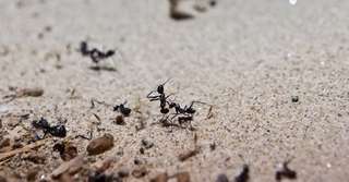 Bêtes de science : l’incroyable sens de l’orientation des fourmis du désert