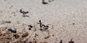 Bêtes de science : l’incroyable sens de l’orientation des fourmis du désert