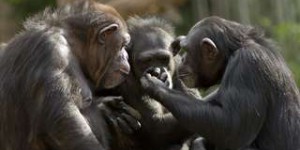 Des chimpanzés se sont organisés pour tuer des gorilles : pourquoi ?