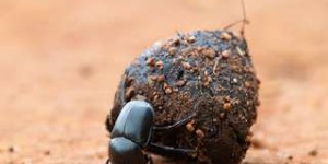 Des coléoptères cachés dans des fèces fossilisées depuis 230 millions d'années !
