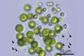 Étrangeté du vivant : une algue à trois sexes !