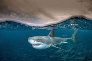 Évolution : quel est l'intérêt pour certains requins d'avoir le sang chaud ?