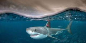 Évolution : quel est l'intérêt pour certains requins d'avoir le sang chaud ?