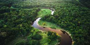 Quand la forêt amazonienne devient une source de CO2