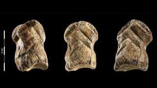 Un os gravé témoigne du comportement symbolique de Néandertal