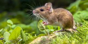 Ces souris « contrôlent » leurs impulsions de dopamine