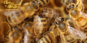 Biodiversité : pourquoi il faut aller voir « Être avec les abeilles » au cinéma