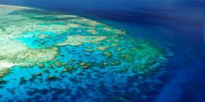 Découverte du plus large corail de la Grande Barrière