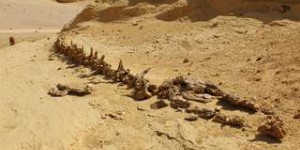Le fossile d'une espèce rare de baleine découvert dans le désert d'Arabie saoudite