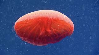 Une magnifique méduse rouge-sang surprise dans les profondeurs de l'océan