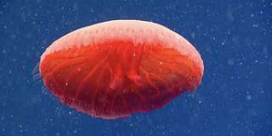 Une magnifique méduse rouge-sang surprise dans les profondeurs de l'océan