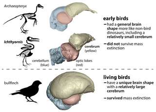 Les oiseaux devraient leur survie à leur cerveau différent de celui des dinosaures