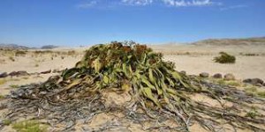Comment cette plante peut-elle vivre plus de 1.000 ans en milieu aride ?