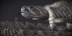 Les serpents à sonnette trompent l’oreille humaine avec leur queue