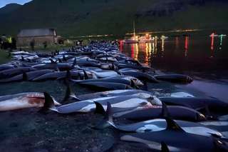 Indignation après le massacre de 1.500 dauphins aux îles Féroé