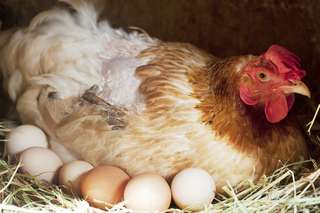 85 % des poules d'élevage souffrent de fractures !