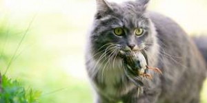 Les chats domestiques contaminent les animaux sauvages