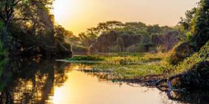 COP15 : deux approches s'affrontent pour enrayer l'érosion de la biodiversité