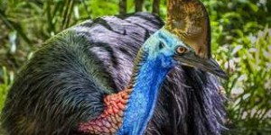 L'oiseau le plus dangereux du monde aurait été élevé par les humains il y a 18.000 ans