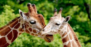 Bêtes de science : les girafes profitent de l’« effet grand-mère »