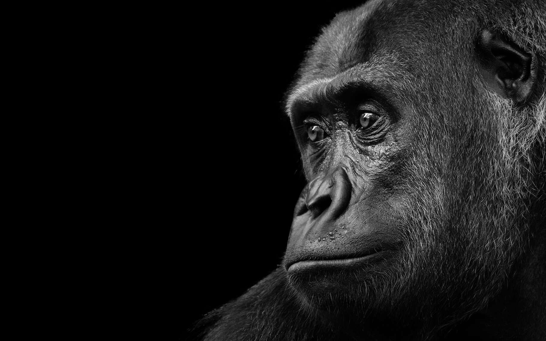 Bêtes de science : Koko, ce gorille qui parlait… avec ses mains !