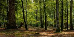 Biomass Carbon Monitor mesure la quantité de CO2 absorbée par les arbres près de chez vous