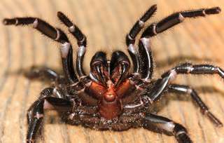 Cette effrayante araignée a des crochets qui peuvent perforer un ongle