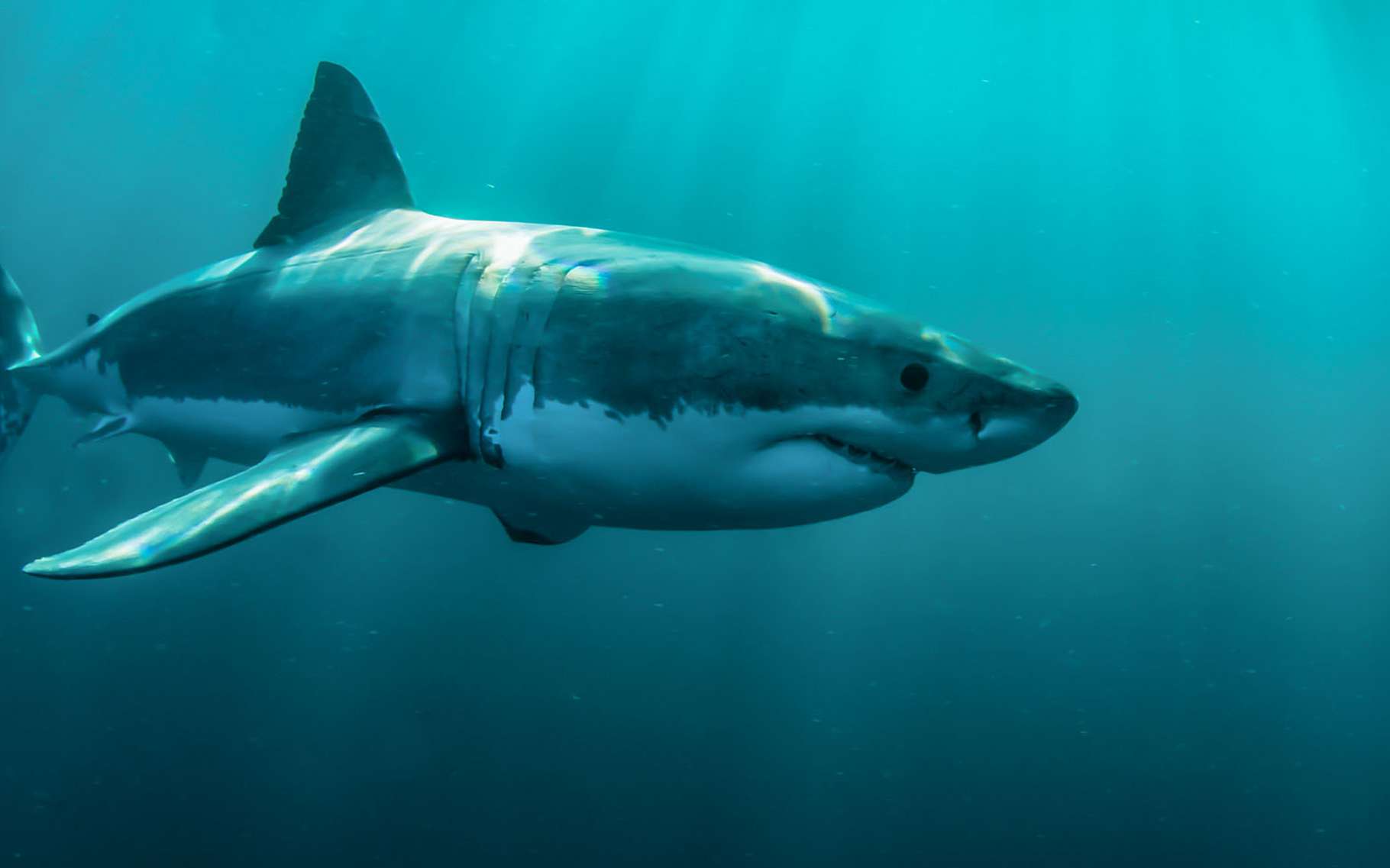 Plongée avec le grand requin blanc : faut-il préférer dans une cage ou en dehors ?