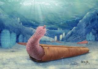 Un « ver pénis » qui vivait en ermite dans l'océan il y a 500 millions d'années