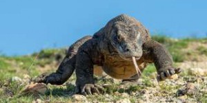 Bêtes de science : le Dragon de Komodo, monstre sanguinaire ou petit futé ?