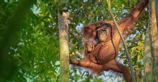 Bêtes de science : les mamans orangs-outans jouent les maîtresses avec leurs petits !