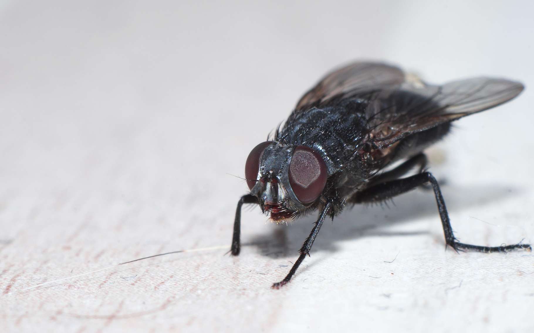 Bêtes de science : la mouche et son GPS intégré