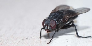 Bêtes de science : la mouche et son GPS intégré