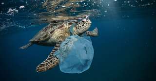 Des espèces profitent des déchets plastiques sur l'océan pour franchir des barrières écologiques