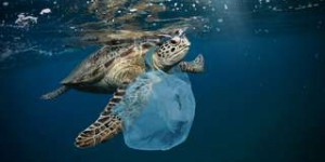 Des espèces profitent des déchets plastiques sur l'océan pour franchir des barrières écologiques