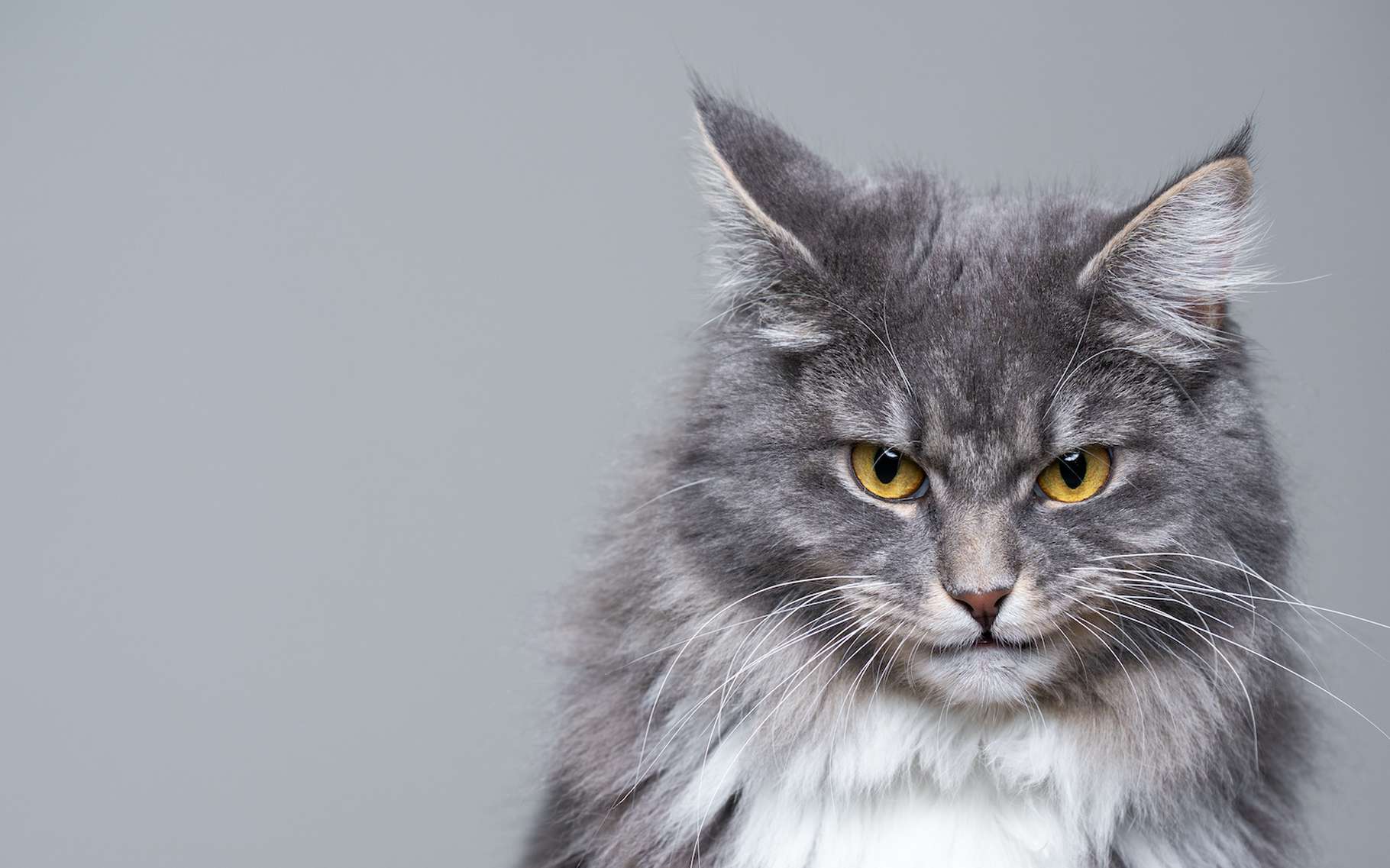 Des scientifiques ont créé un test pour savoir si votre chat est un psychopathe