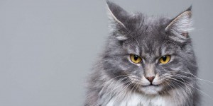 Des scientifiques ont créé un test pour savoir si votre chat est un psychopathe
