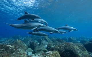 Les dauphins femelles ont un clitoris fonctionnel