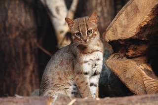 Étrangeté du vivant : le chat rubigineux, le plus petit des matous sauvages